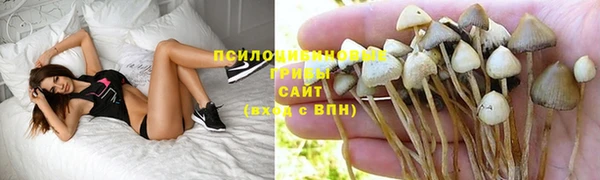 ПСИЛОЦИБИНОВЫЕ ГРИБЫ Алексеевка